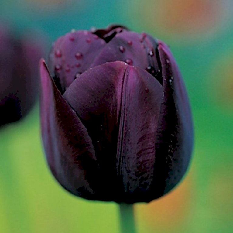 Tulipan 'Queen Of Night'