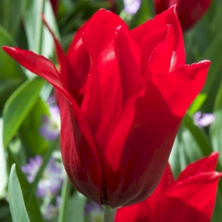 Tulipan 'Pieter De Leur'