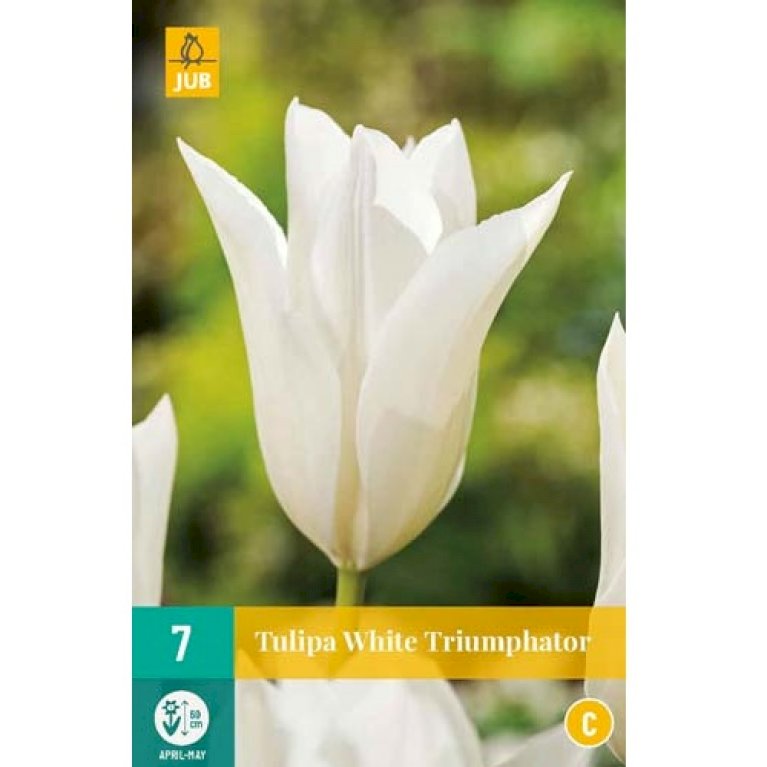 Tulipan 'White Triumphator'