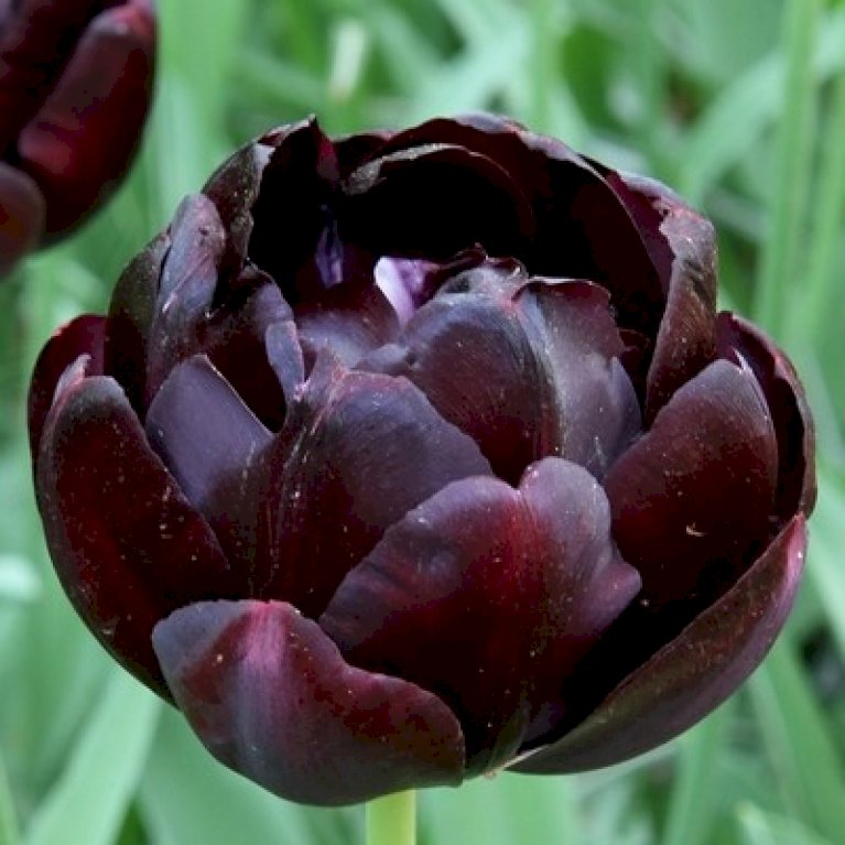 Tulipan 'Black Hero'