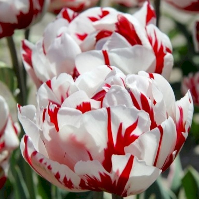 Tulipan 'Carnaval De Nice'