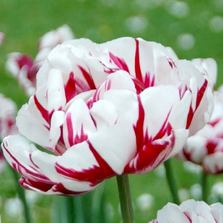 Tulipan 'Carnaval De Nice'