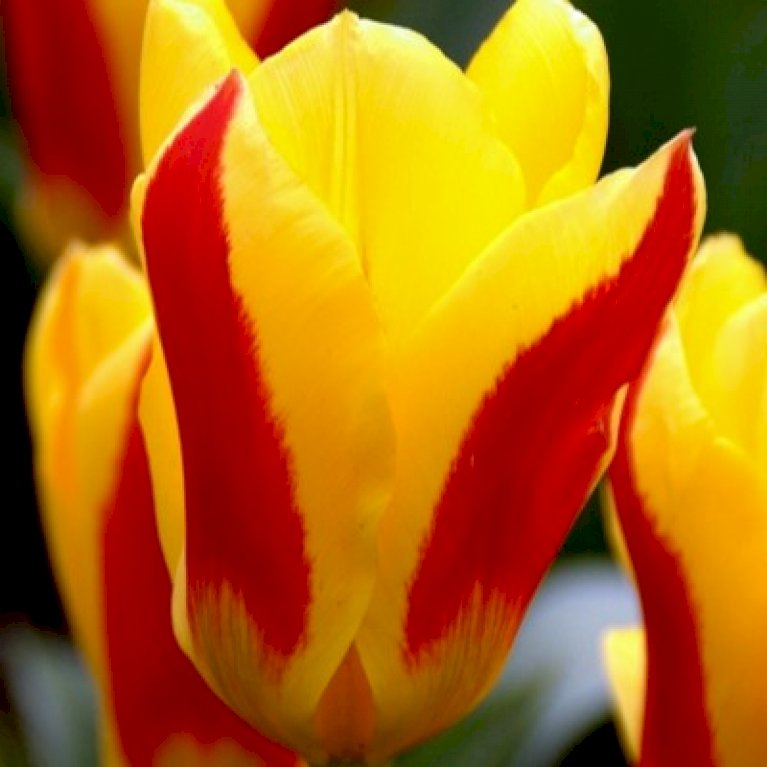 Tulipan 'Stresa'
