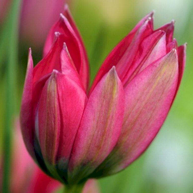 Tulipan 'Little Beauty'