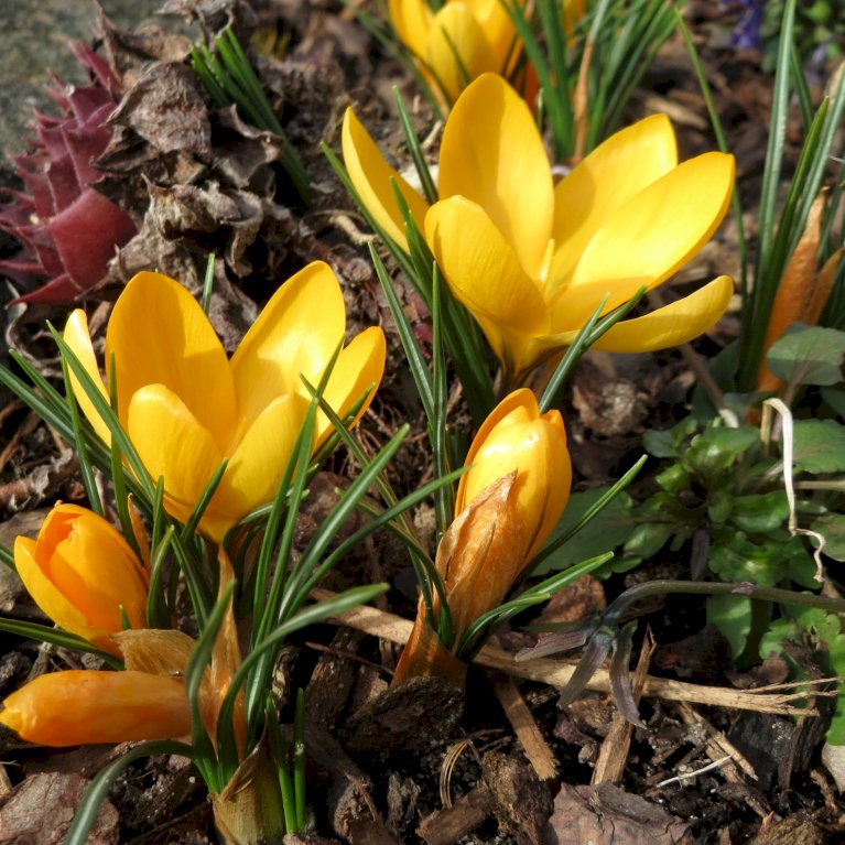 Storblomstrende Krokus 'Golden Yellow'