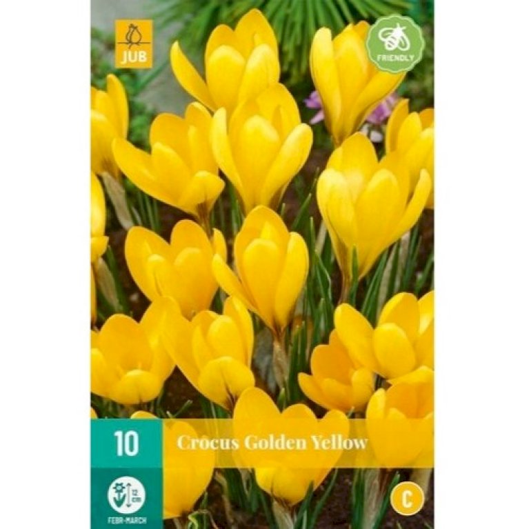 Storblomstrende Krokus 'Golden Yellow'
