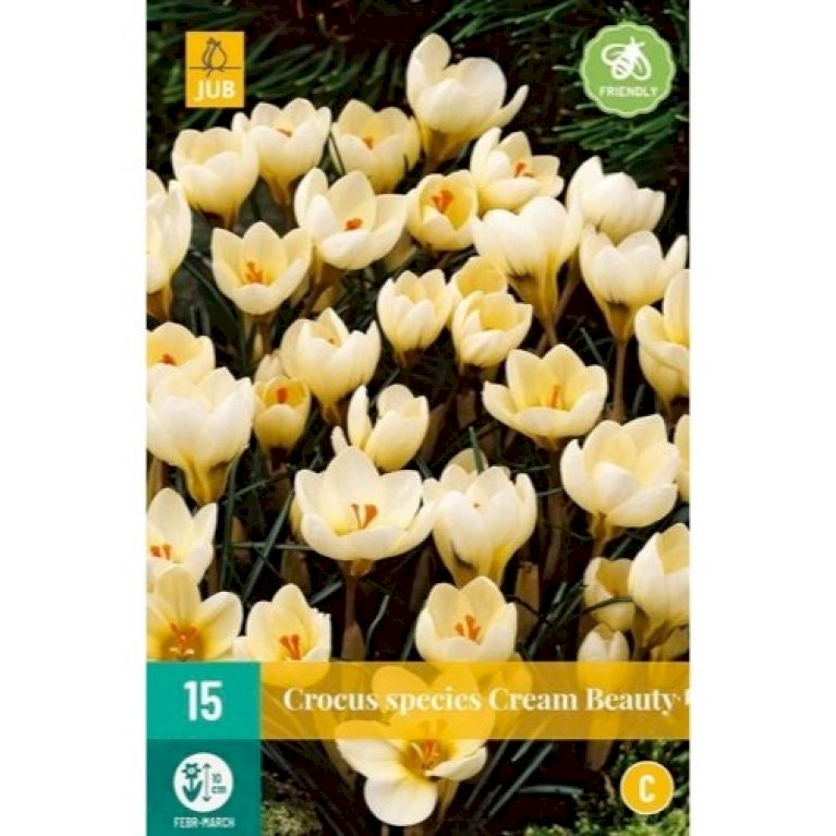 Botaniske Krokus 'Cream Beauty'