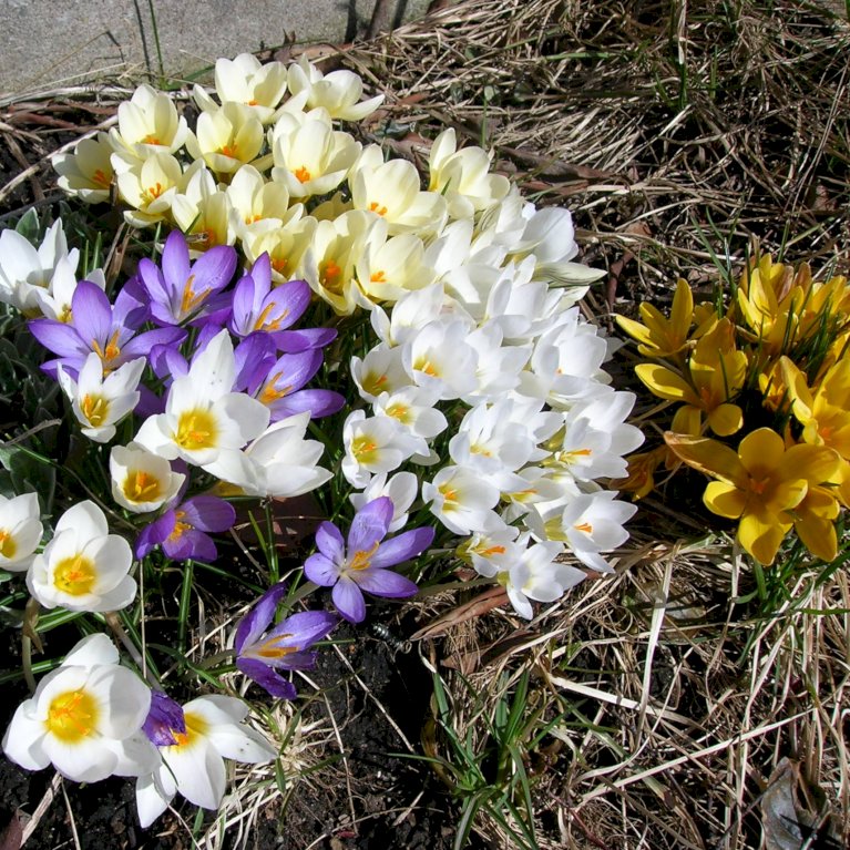 Botaniske Krokus 'Species' mix
