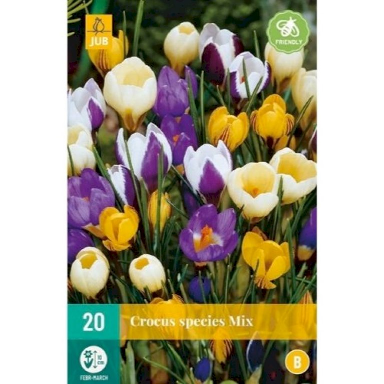 Botaniske Krokus 'Species' mix
