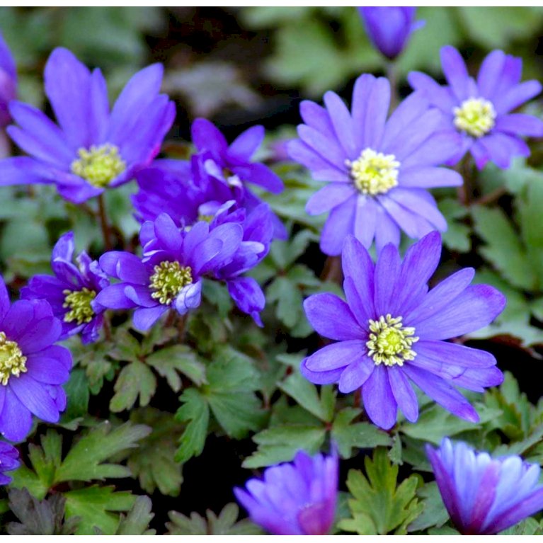 Balkan-Anemone 'Blue Shades'