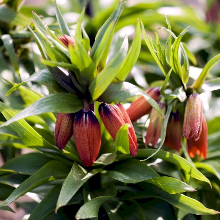 Kejserkrone 'Rubra'