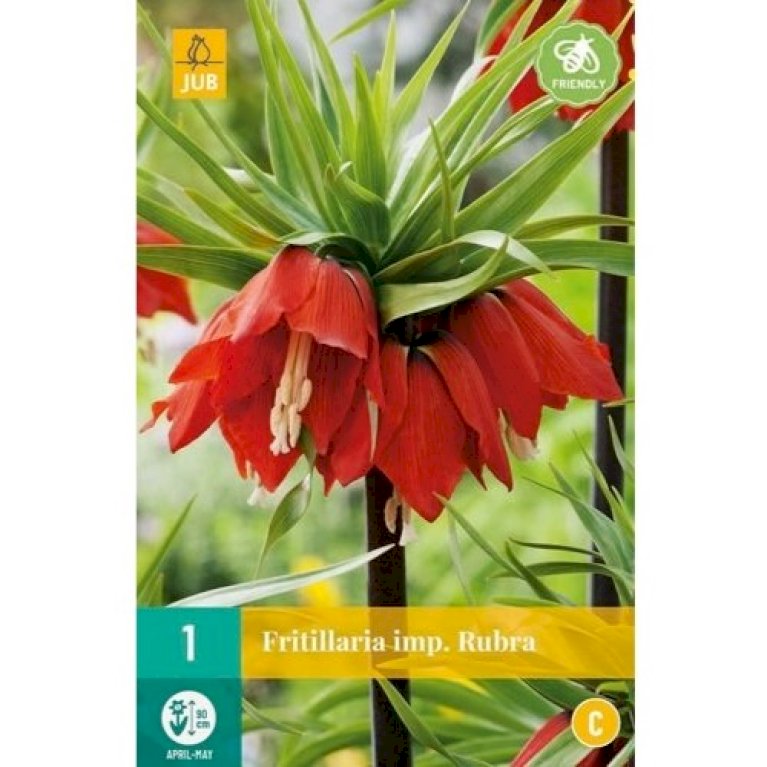 Kejserkrone 'Rubra'