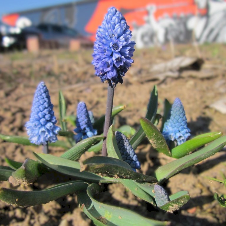 Perlehyacint 'Azureum'
