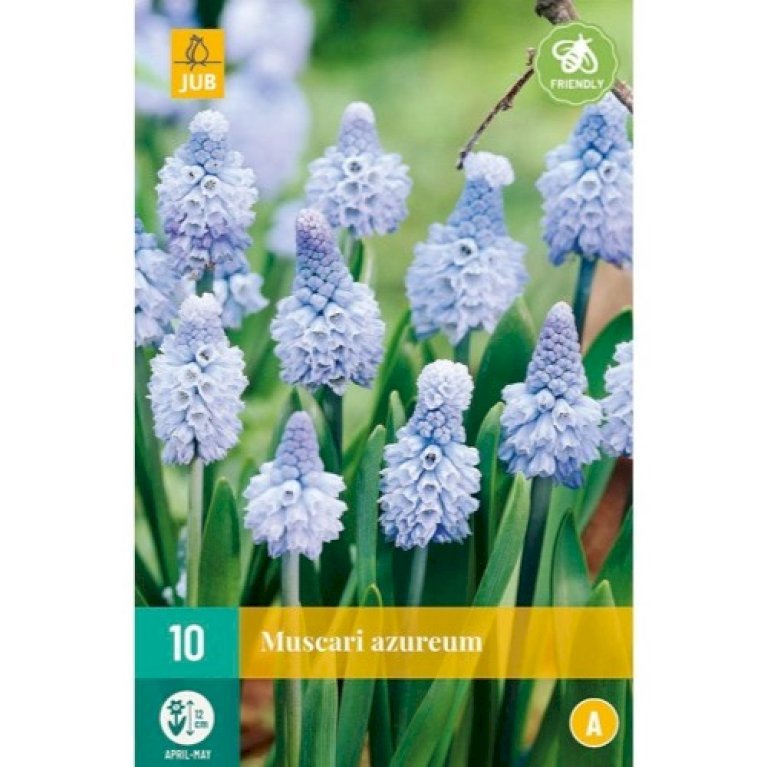 Perlehyacint 'Azureum'
