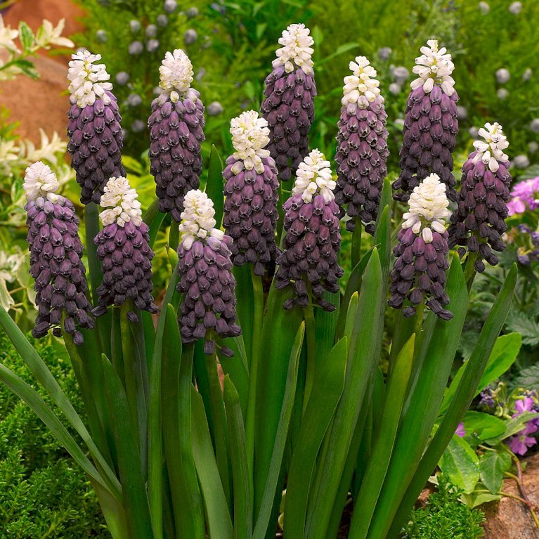 Perlehyacint 'Grape Ice'