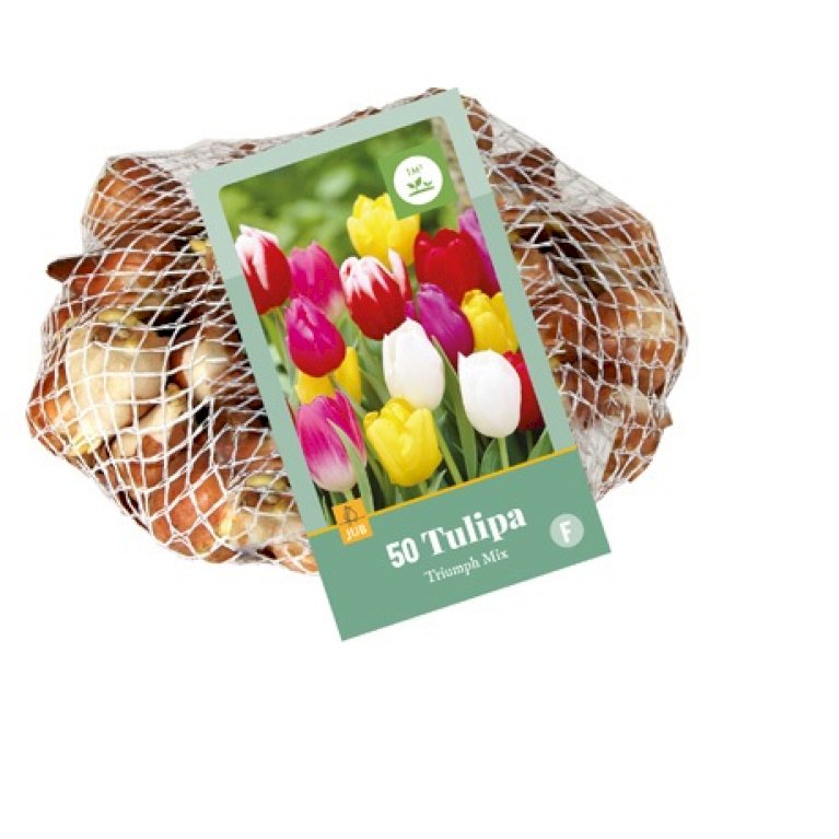 Tulipan 'Triumph' mix Net