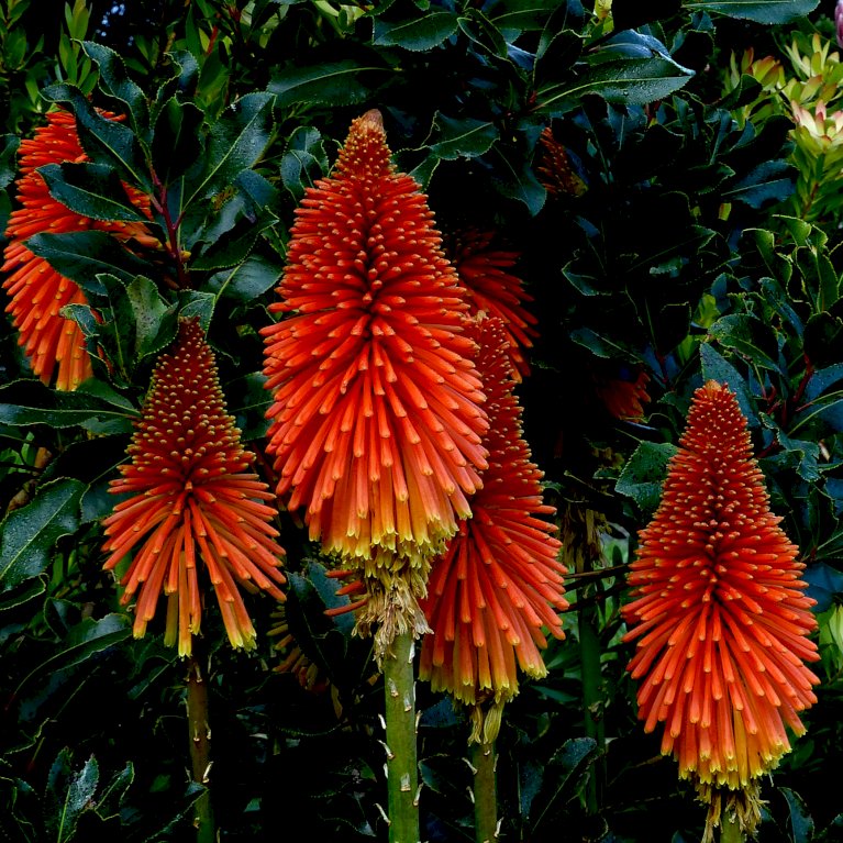 Raketblomst 'Alcazar'