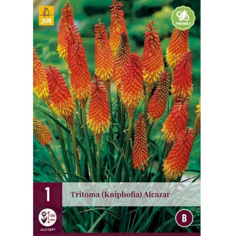 Raketblomst 'Alcazar'
