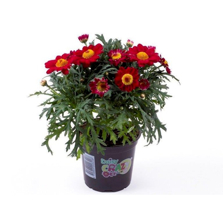 Marguerit 'Maderia Red'