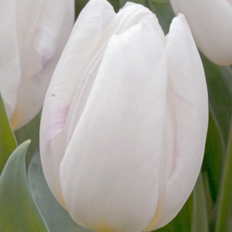 Tulipan 'White Prince' Storkøb