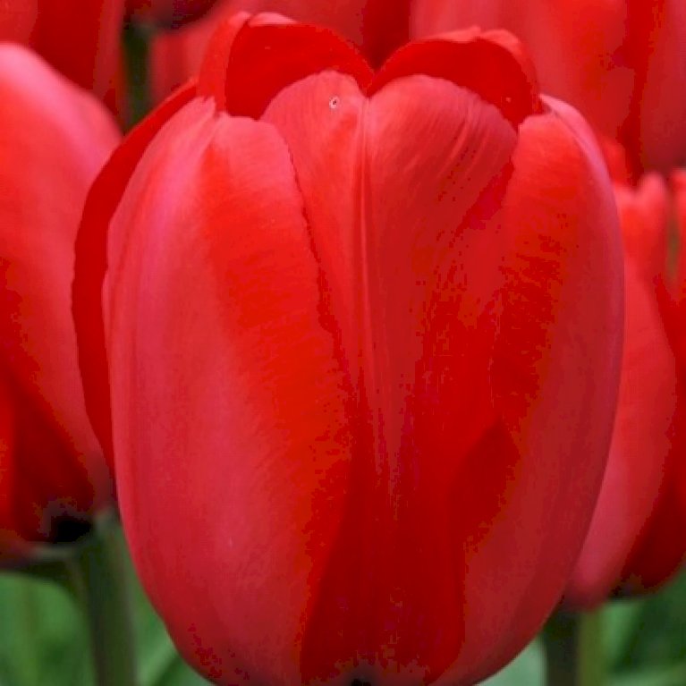 Tulipan 'Red Impression' Storkøb