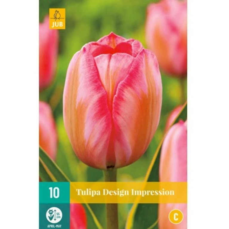 Tulipan 'Design Impression'