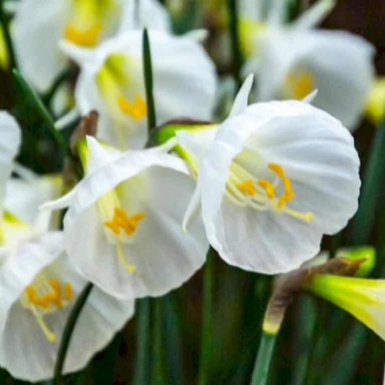 Miniature Narcis 'White Petticoat'