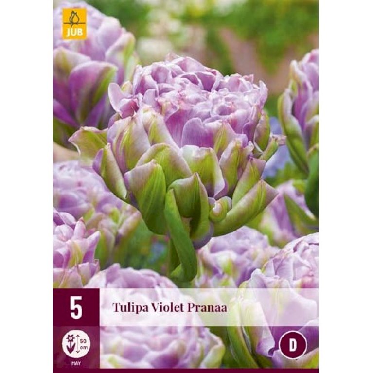 Tulipan 'Violet Pranaa'