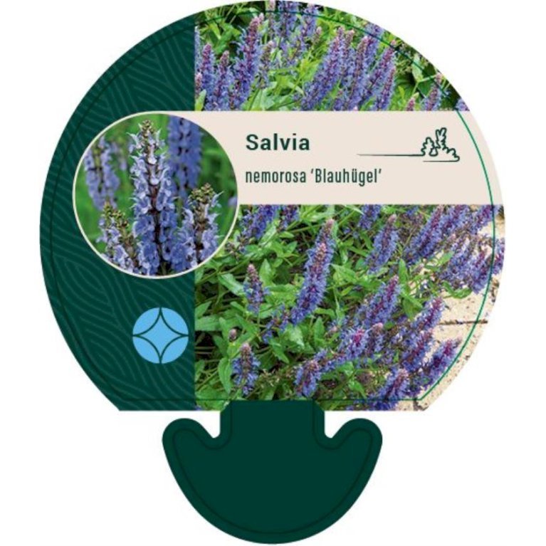 Staude-Salvie 'Blauhügel'