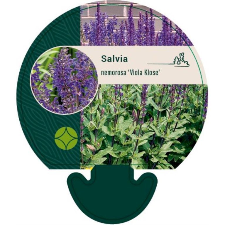 Staude-Salvie 'Viola Klose'