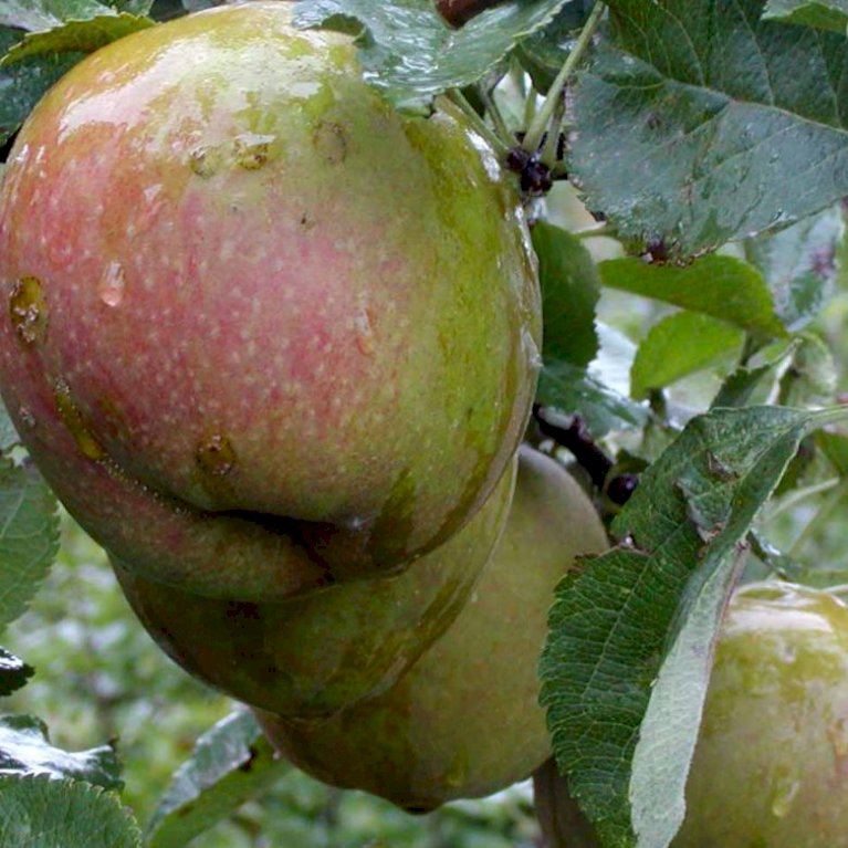 Æble 'Belle Boskoop'