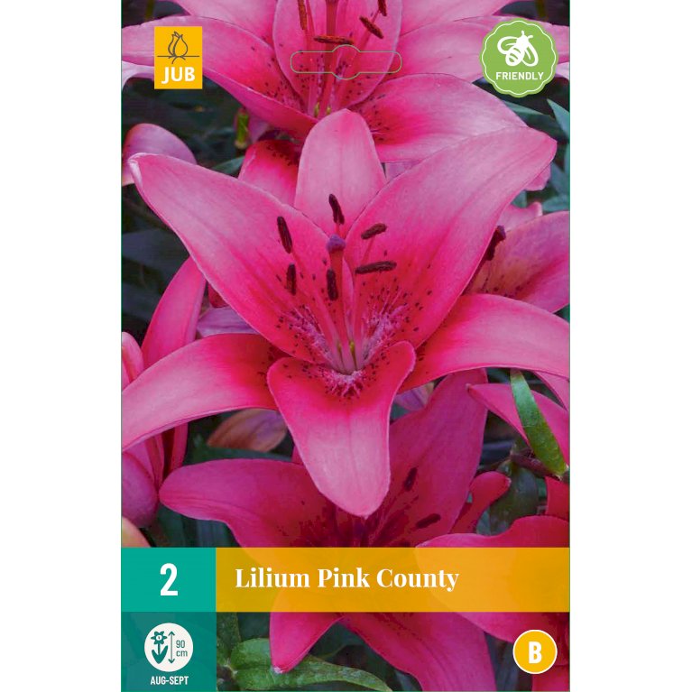 Lilje 'Pink County'