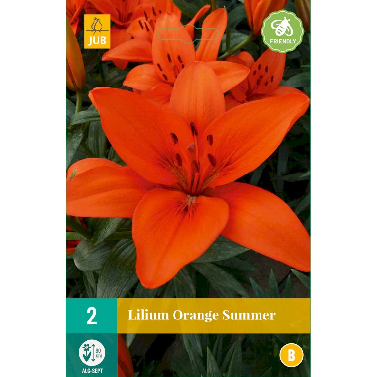 Lilje 'Orange Summer'