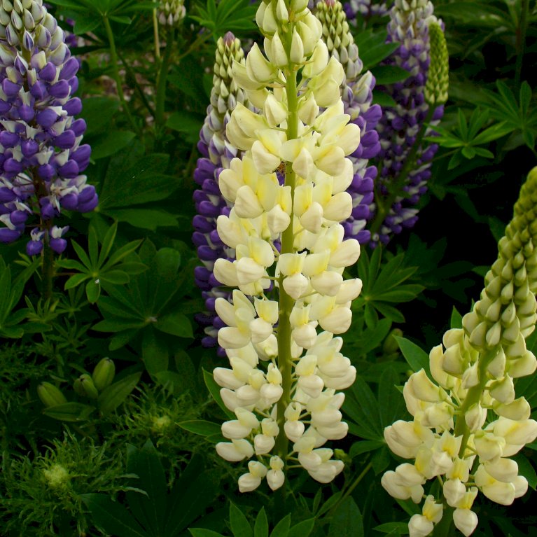 Lupin 'Creme-Yellow'