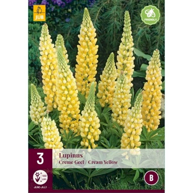 Lupin 'Creme-Yellow'
