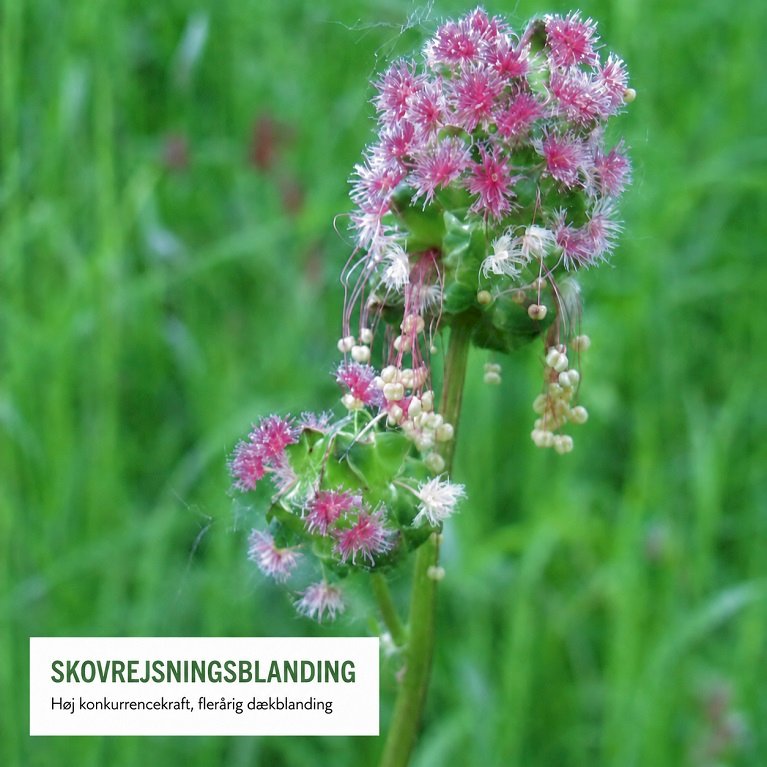 Skovrejsningsblanding