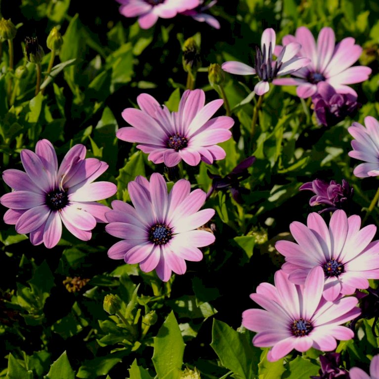 Spansk margerit 'Lys Lilla'