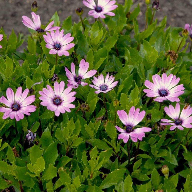 Spansk margerit 'Lys Lilla'