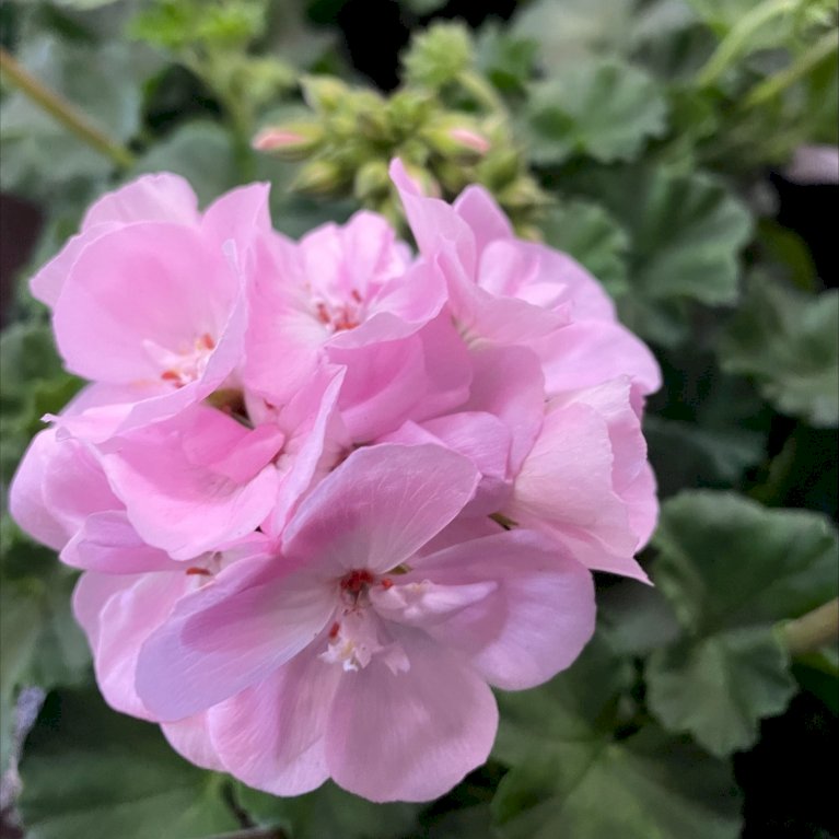 Pelargonie 'Rosa'