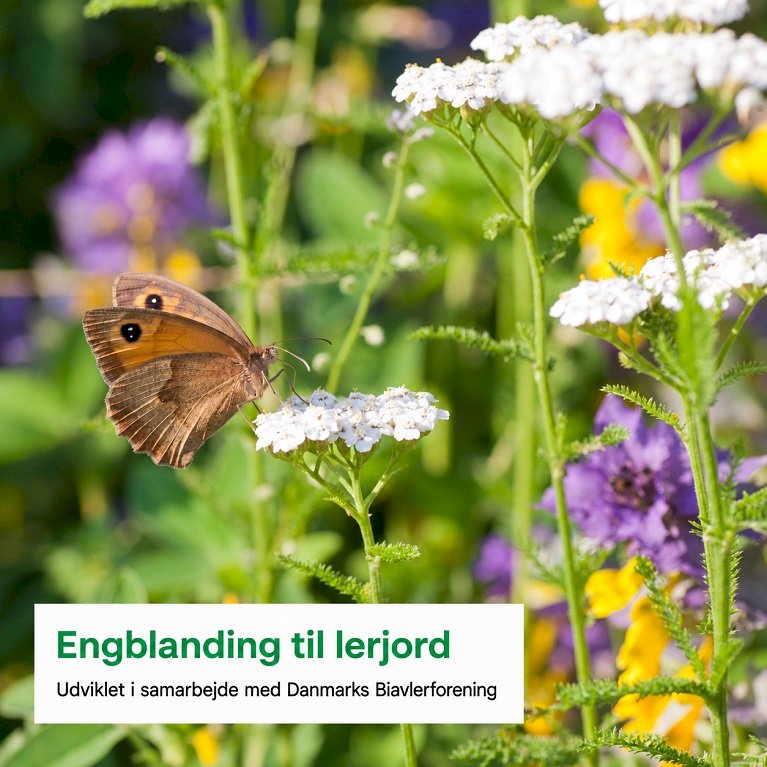 Engblanding til lerjord