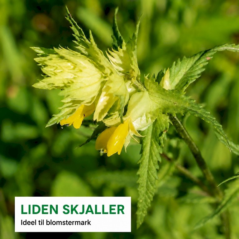 Liden Skjaller