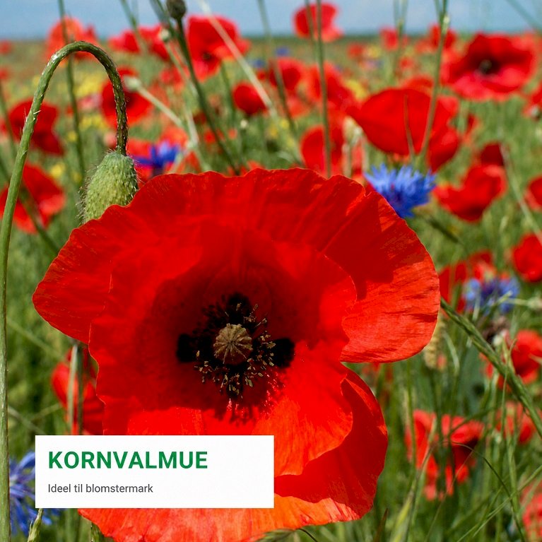 Kornvalmue