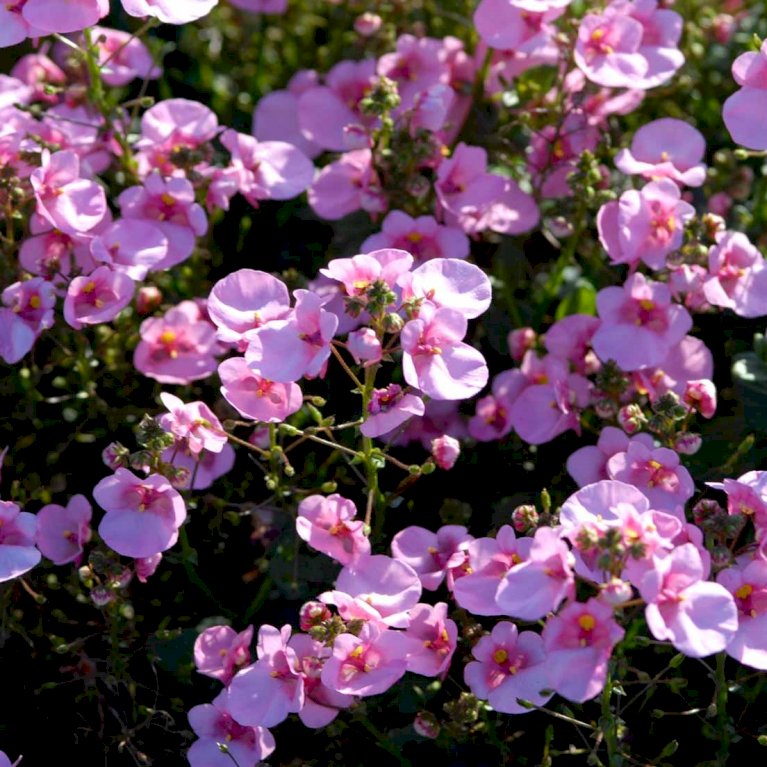 Tvillingeblomst 'Pink'