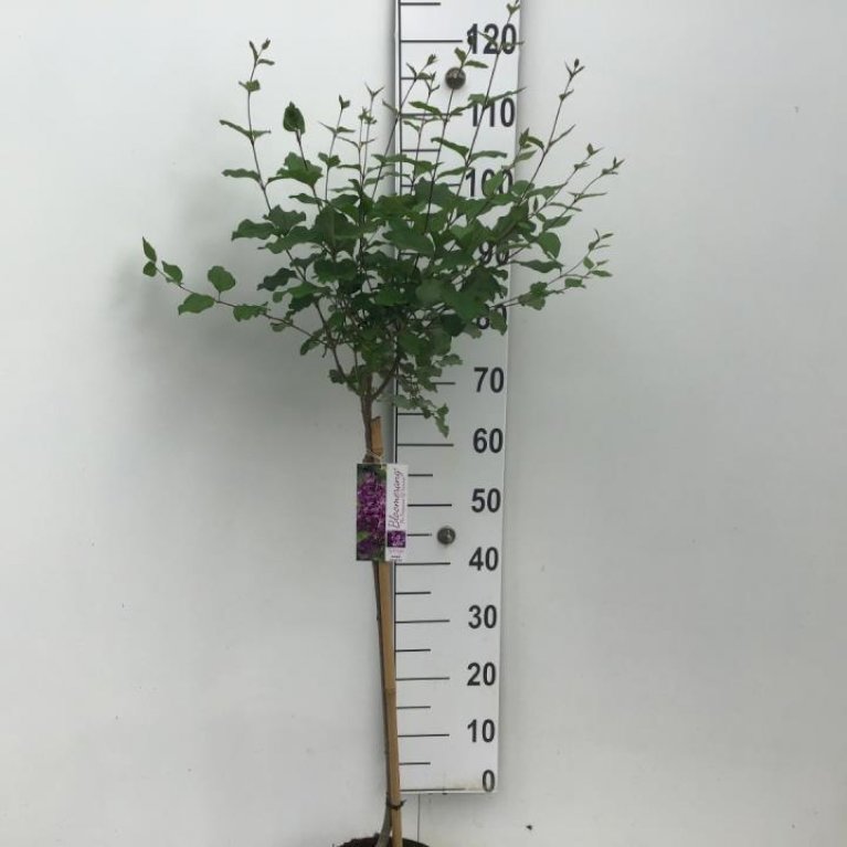 Dværgsyren 'Bloomerang Dark Purple'