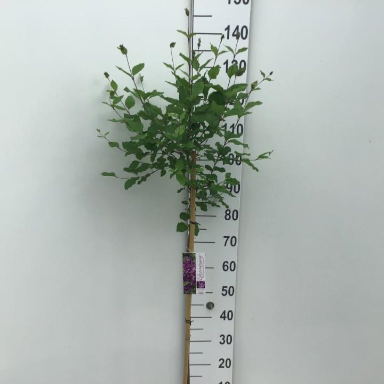 Dværgsyren 'Bloomerang Dark Purple'