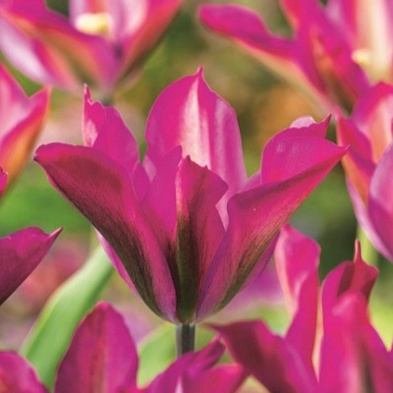 Tulipan 'Purple Dance'