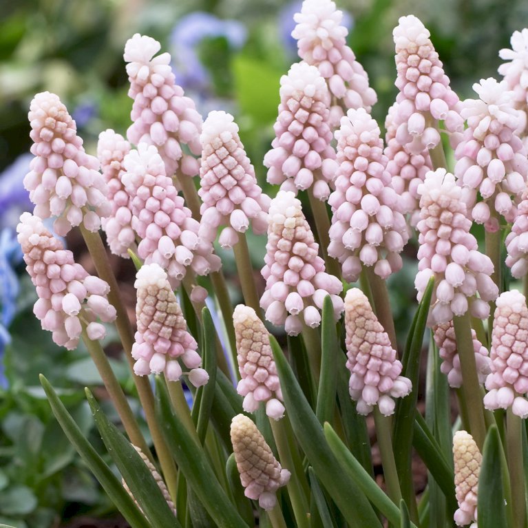 Perlehyacint 'Pink Sunrise'