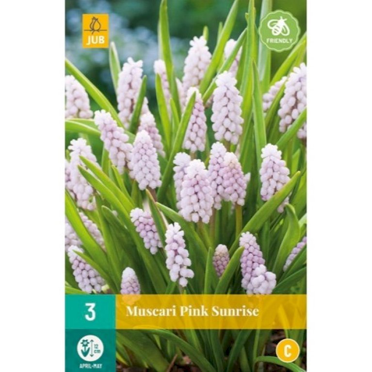 Perlehyacint 'Pink Sunrise'