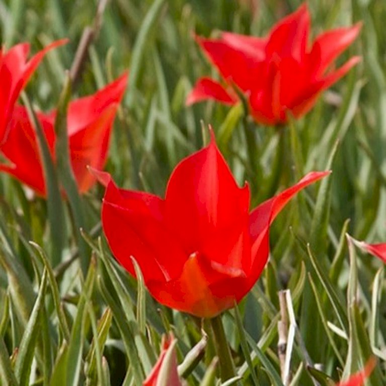 Tulipan 'Red Hunter'