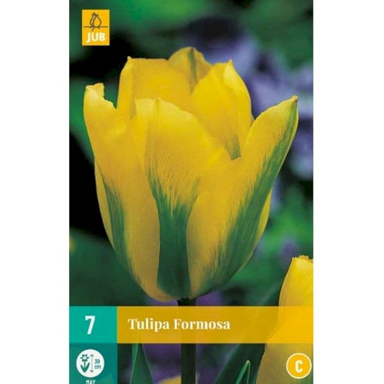 Tulipan 'Formosa'